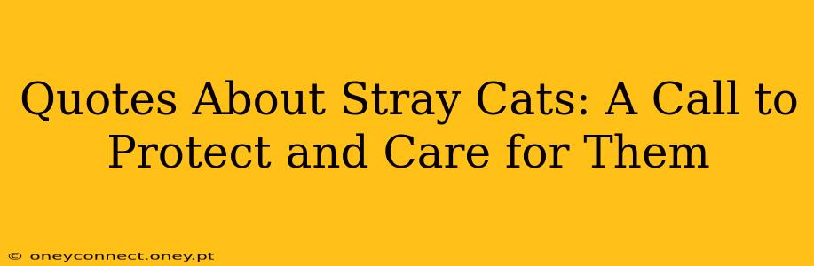 Quotes About Stray Cats: A Call to Protect and Care for Them